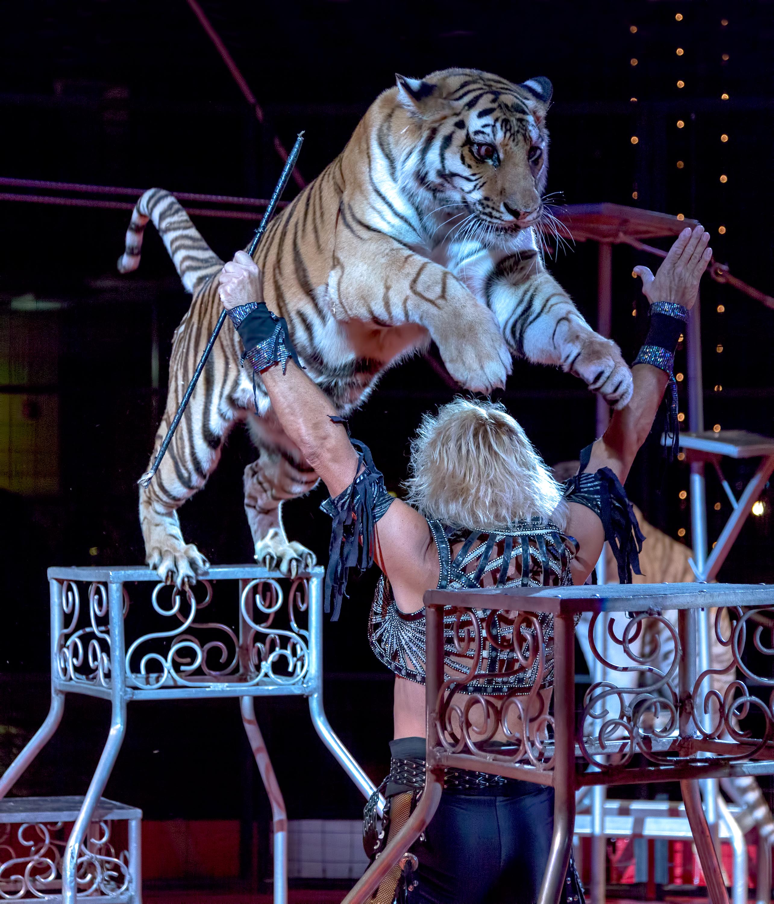 Copy of Royal Hanneford Circus | The Examiner News