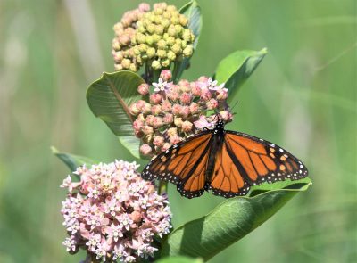 monarch on milkweed